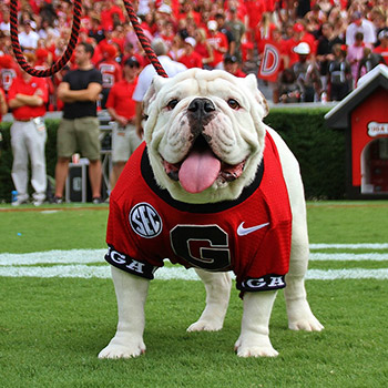 We are ready for UGA Football!